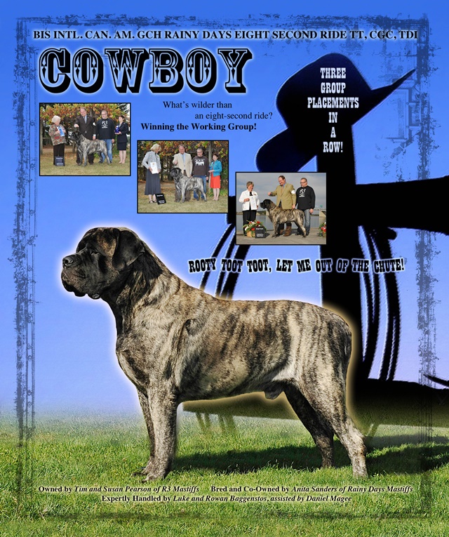 Cowboy 2013 Modern Molosser