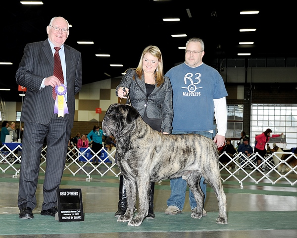 BOB at 2014 Sammamish Kennel Club