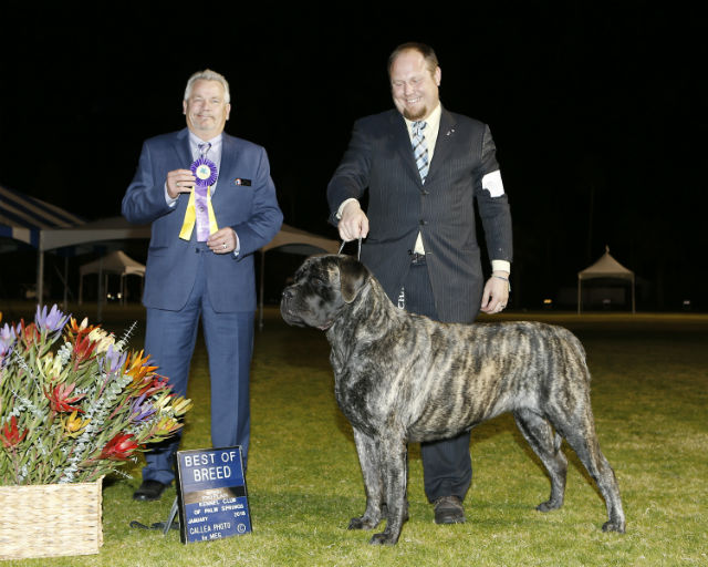 BOB at Palm Springs 2018