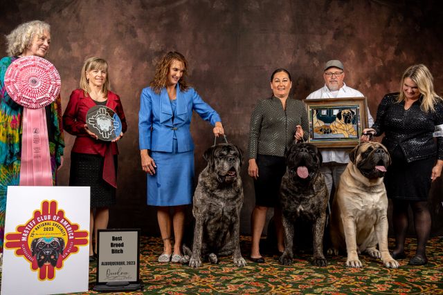 Best Brood Bitch
