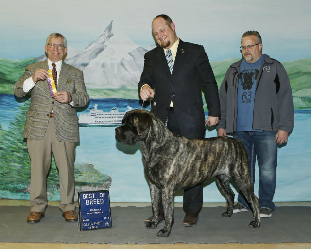 BOB at Peninsual Dog Fanciers