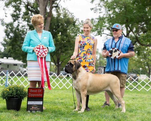 BOSS Rocky Mountain Mastiff Fanciers